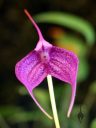 Masdevallia orchid flower, Pacific Orchid Expo 2023, Golden Gate Park, San Francisco, California