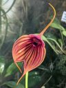 Masdevallia Tiger King 'Elle', orchid hybrid flower, Pacific Orchid Expo 2024, Golden Gate Park, San Francisco, California
