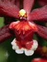 Oncidium orchid flower, orchid hybrid, close up of flower lip, Dancing Lady Orchid, Pacific Orchid Expo 2023, Golden Gate Park, San Francisco, California