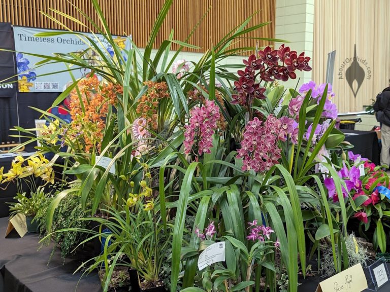 AboutOrchids