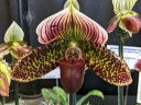 Paphiopedilum Dot's Spots, orchid hybrid flowers, Paph, Lady Slipper, Pacific Orchid Expo 2023, Golden Gate Park, San Francisco, California