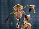 Paphiopedilum Leonard's Pride 'Petrus' FCC/AOS SM/CSA, orchid hybrid flower and bud, Paph, Paphiopedilum, Lady Slipper, Pacific Orchid Expo 2023, Golden Gate Park, San Francisco, California