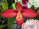 Phragmipedium flower, Phrag, Lady Slipper orchid, Pacific Orchid Expo 2024, Golden Gate Park, San Francisco, California