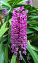 Arpophyllum giganteum, Giant Hyacinth Orchid, orchid species flowers and leaves, tall cluster of small purple flowers, grown outdoors in Pacifica, California