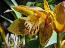 Cymbidium Green Zenith 4N x Tracyanum 4N, orchid hybrid flower, grown outdoors in Pacifica, California