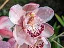 Cymbidium orchid hybrid flower, flower with water drops, grown outdoors in Pacifica, California