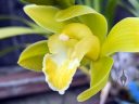 Cymbidium orchid hybrid flower, yellow and white flower, grown outdoors in Pacifica, California