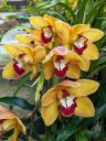 Cymbidium orchid hybrid flowers, grown outdoors in Pacifica, California