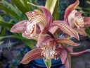 Cymbidium tracyanum, orchid species flowers, grown outdoors in Pacifica, California
