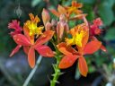 Epidendrum orchid flowers, orange and yellow flowers, flower with water drops, grown outdoors in Pacifica, California