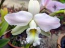 Laelia anceps 'Helen', orchid species flower, cattleya alliance, grown outdoors in Pacifica, California
