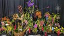 Orchid display table with a variety of orchids, Pacific Orchid Expo 2024, Golden Gate Park, San Francisco, California