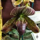 Paphiopedilum Ruby Paradise, orchid hybrid flower, Lady Slipper, Paph, Pacific Orchid Expo 2024, Golden Gate Park, San Francisco, California
