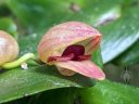 Pleurothallis palliolata, orchid species flower, weird flower, pleurothallid, grown outdoors in Pacifica, California