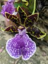 Zygopetalum BG White 'Stonehurst', Zygo orchid hybrid flower, purple green and white flower, grown outdoors in Pacifica, California