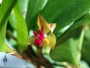 Lepanthes regularis, orchid species flower, miniature orchid, small flower, pleurothallid, grown indoors in Pacifica, California