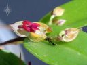 Lepanthes regularis, orchid species flower and bud, miniature orchid, small flower, pleurothallid, grown indoors in Pacifica, California