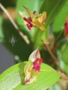 Lepanthes regularis, orchid species flowers and leaf, front view and side view of flowers, miniature orchid, small flowers, pleurothallid, grown indoors in Pacifica, California