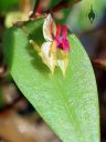 Lepanthes regularis, orchid species flower and leaf, miniature orchid, small flower, pleurothallid, grown indoors in Pacifica, California