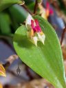 Lepanthes regularis, orchid species flower and leaf, miniature orchid, small flower, pleurothallid, grown indoors in Pacifica, California