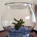 Goldfish bowl made into small terrarium for Lepanthes regularis, orchid species, miniature orchid, pleurothallid, grown indoors in Pacifica, California