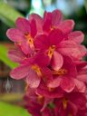 Ascocentrum ampullaceum, Vanda ampullaceal, orchid species flowers, small flowers, pink and orange flowers, Peninsula Orchid Society and Gold Coast Cymbidium Society Show, San Mateo, California