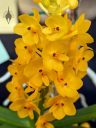 Ascocentrum miniatum 'Kai Gold', Vanda miniata, orchid species flowers, yellow flowers, small flowers, Peninsula Orchid Society and Gold Coast Cymbidium Society Show, San Mateo, California