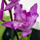 Bletilla striata, Chinese ground orchid, orchid species flower, purple and white flower, peloric flower, Peninsula Orchid Society and Gold Coast Cymbidium Society Show, San Mateo, California