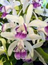 Cattleya intermedia, orchid species flowers, purple and white flowers, Peninsula Orchid Society and Gold Coast Cymbidium Society Show, San Mateo, California