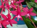 Cochlioda rosea, orchid species flowers, deep pink flowers, Peninsula Orchid Society and Gold Coast Cymbidium Society Show, San Mateo, California