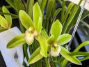 Cymbidium Exeter Jadeite 'Winston', orchid hybrid flowers, green and white flowers, Peninsula Orchid Society and Gold Coast Cymbidium Society Show, San Mateo, California