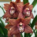 Cymbidium William Weaver 'Not Bill', orchid hybrid flowers, Peninsula Orchid Society and Gold Coast Cymbidium Society Show, San Mateo, California