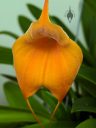 Masdevallia Peach Fuzz, orchid hybrid flower, fuzzy flower, Peninsula Orchid Society and Gold Coast Cymbidium Society Show, San Mateo, California