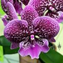 Phalaenopsis Shu Long 'First Kiss', Moth Orchid, Phal, orchid hybrid flower, purple and white flower, Peninsula Orchid Society and Gold Coast Cymbidium Society Show, San Mateo, California