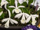 Pleione formosana 'Polar Sun', orchid species flowers and leaves, white flowers, Peninsula Orchid Society and Gold Coast Cymbidium Society Show, San Mateo, California