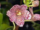 Sarcochilus Kulnura Dazzel 'Red Spot' x Sarcochilus Kulnura Secure 'Ghost', orchid hybrid flower and bud, spotted flower, red white and yellow flower, Peninsula Orchid Society and Gold Coast Cymbidium Society Show, San Mateo, California