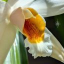 Coelogyne Memoria Wilhelm Micholitz, orchid hybrid flower, close up of large white flower with orange and yellow lip, blooming outdoors in Pacifica, California