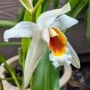 Coelogyne Memoria Wilhelm Micholitz, orchid hybrid flower, large white flower with orange and yellow lip, blooming outdoors in Pacifica, California