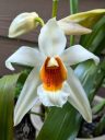 Coelogyne Memoria Wilhelm Micholitz, orchid hybrid flower and leaves, large white flower with orange and yellow lip, blooming outdoors in Pacifica, California