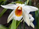 Coelogyne Memoria Wilhelm Micholitz, orchid hybrid flower, large white flower with orange and yellow lip, blooming outdoors in Pacifica, California