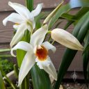 Coelogyne Memoria Wilhelm Micholitz, orchid hybrid flowers and bud, large white flower with orange and yellow lip, blooming outdoors in Pacifica, California