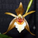 Coelogyne lawrenceana 'Encinal Warrior' AM/AOS, orchid species flower, Pacific Orchid Expo 2013, San Francisco, California