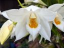 Coelogyne mooreana, orchid species flower, blooming outdoors in Pacifica, California