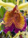 Cattleya dowiana var. aurea, orchid species flower, close up of flower lip, yellow and purple flower, Orchids in the Park 2025, Golden Gate Park, San Francisco, California