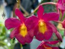Cattleytonia Why Not 'For Naught', orchid hybrid flowers, cattleya hybrids, Orchids in the Park 2025, Golden Gate Park, San Francisco, California