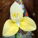 Disa orchid flower, yellow flower, Orchids in the Park 2025, Golden Gate Park, San Francisco, California