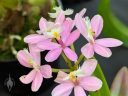 Epidendrum orchid flowers, pink white and yellow flowers, Orchids in the Park 2025, Golden Gate Park, San Francisco, California