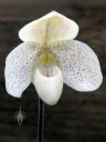 Lady Slipper orchid, Paph, Paphiopedilum Payakka Kodkod, orchid hybrid flower, white flower with purple spots, Orchids in the Park 2025, Golden Gate Park, San Francisco, California