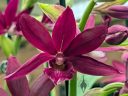 Phaiocalanthe Kryptonite, orchid hybrid flower, magenta flower, Orchids in the Park 2025, Golden Gate Park, San Francisco, California
