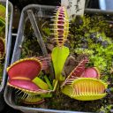 Venus Flytrap, Dionaea muscipula, carnivorous plant species, Orchids in the Park 2025, Golden Gate Park, San Francisco, California